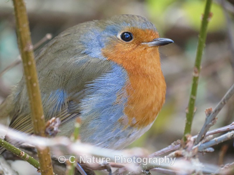 Winter Blues - Birds
