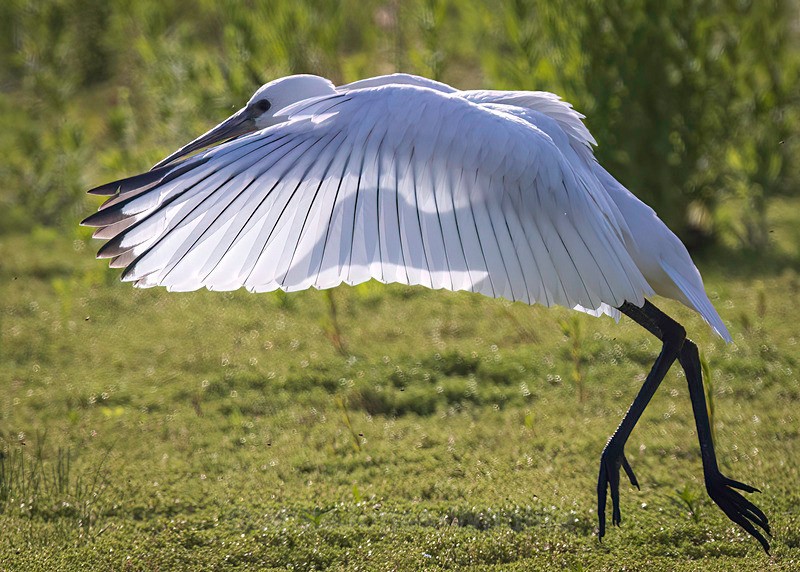 Fledgling spoonbill[teaspoon] flight - Latest ..Spoonbills at Burton Mere Wetlands, Wirral. UK