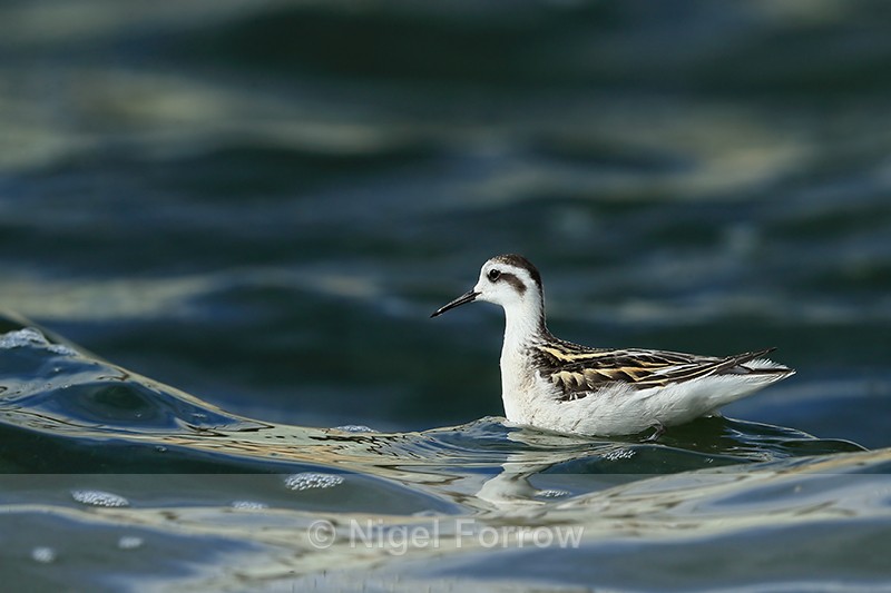 Red-necked Phalarope (juvenile), Farmoor - Red-necked Phalarope