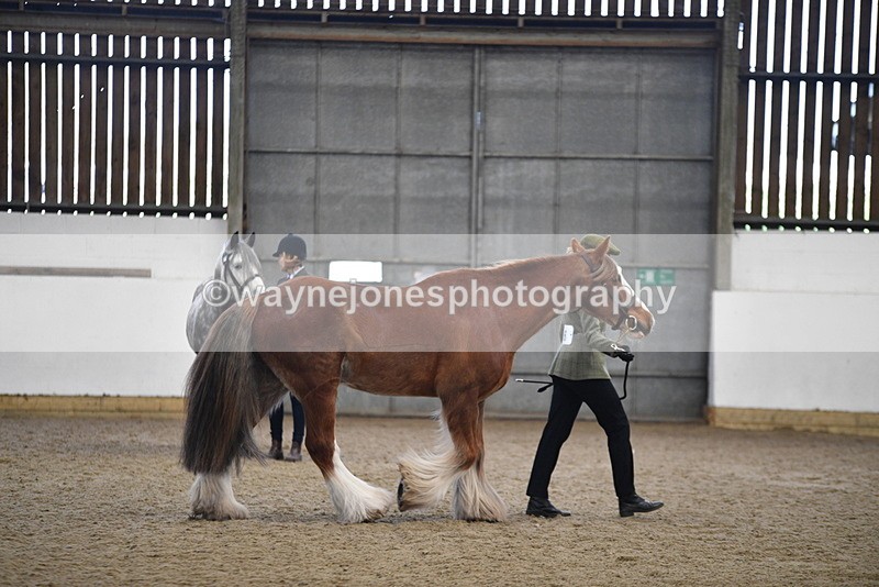 WJ5_5381 - Class 8 In hand cob