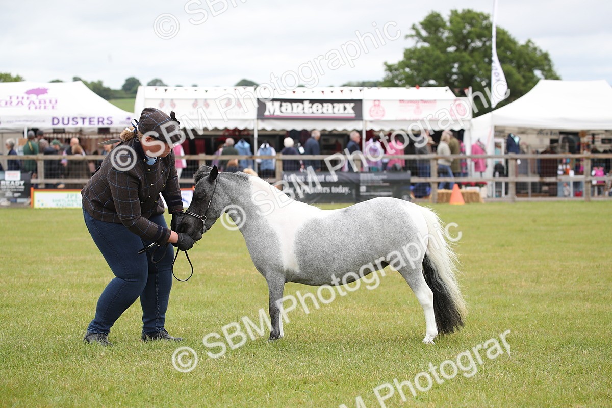 SBM_03962 - Class 23-25 - British Miniature Horse of the Year