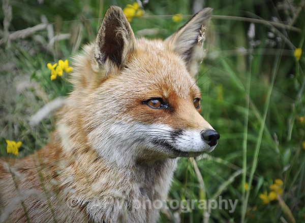  - Natures Photos with Bob Brind-Surch.