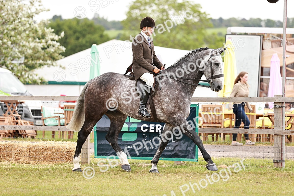 SBM_10908 - Class 81-84 - RIHS Ridden hunters Inc Ladies Hunter