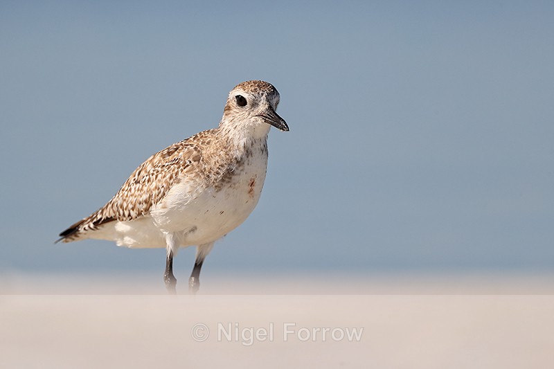 Black-bellied Plover on beach, Fort de Soto Park, Florida - Black-bellied Plover