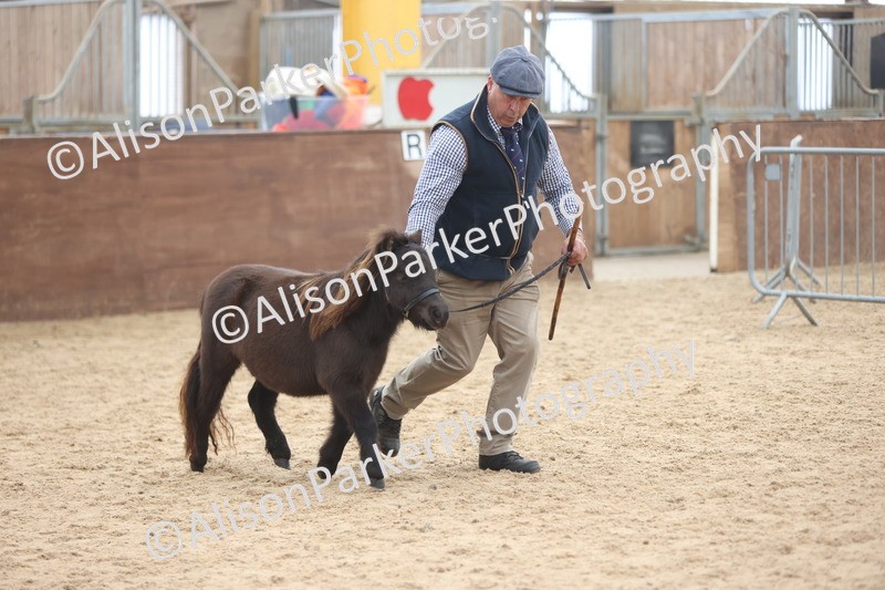 20251109-0184 - Class 10 - Yearling, Colt, Filly or Gelding