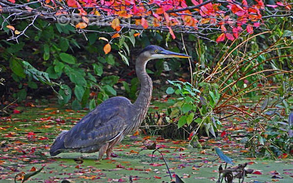 Stalking Blue Heron - Birds