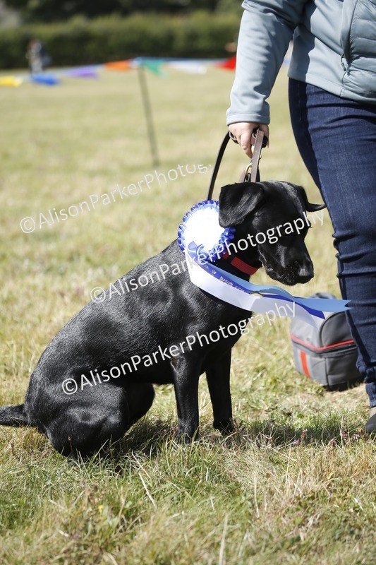 20250831-3715 - Dog Show