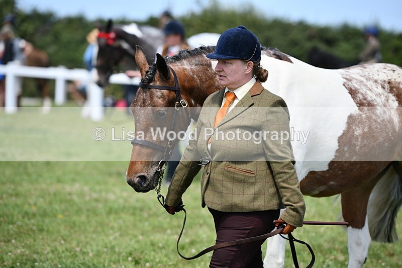 DSC_7487 - Class 63: Coloured Horse Youngstock