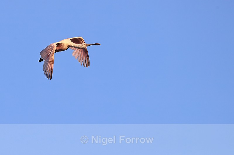 Roseate Spoonbill (juvenile) flying wings down, Gatorland, Florida - Roseate Spoonbill