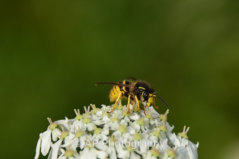 Wasp on Yarrow flower-5646 - Weird stuff