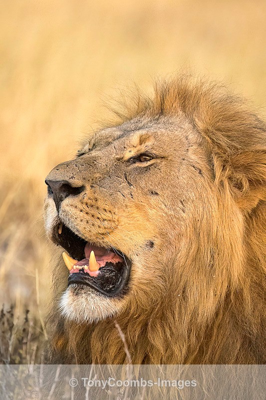 Lion - Botswana ~ The Mammals
