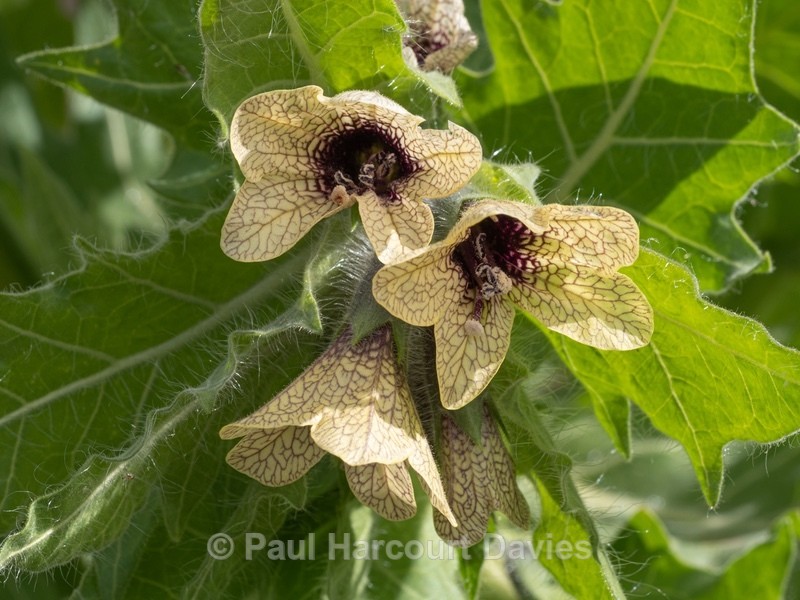 Black henbane (Hyoscyamus niger)  - Gargano - Wild Flowers