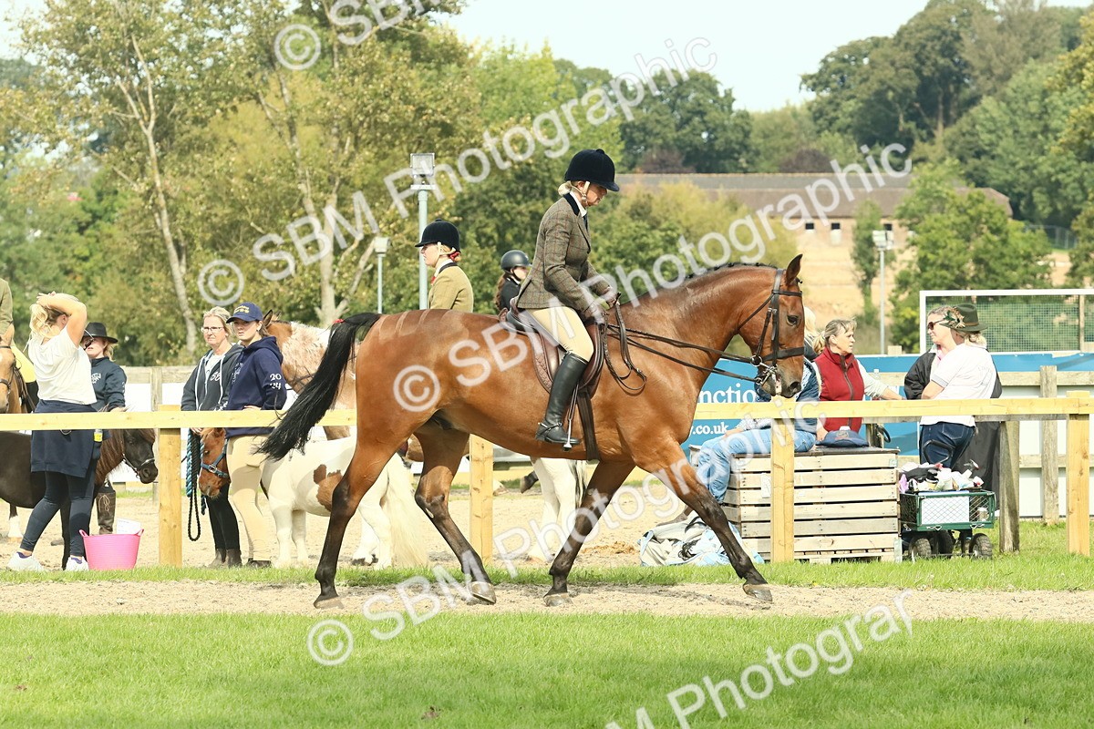 SBM_66704 - S34 - Rehabilitated Rescue Horse & Pony In Hand & Ridden
