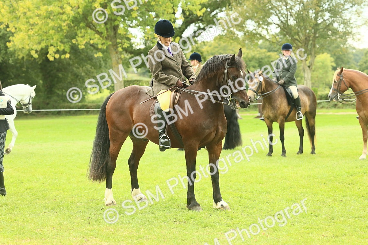 SBM_71986 - S60 - Mountain & Moorland Ridden Large Breeds