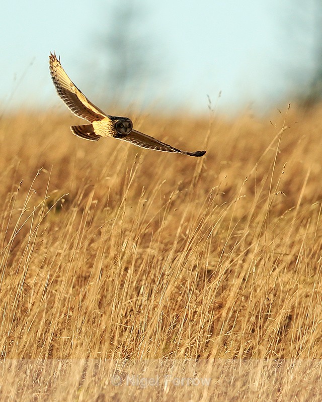 Short-eared Owl late afternoon, Hawling, Gloucestershire - Short-eared Owl