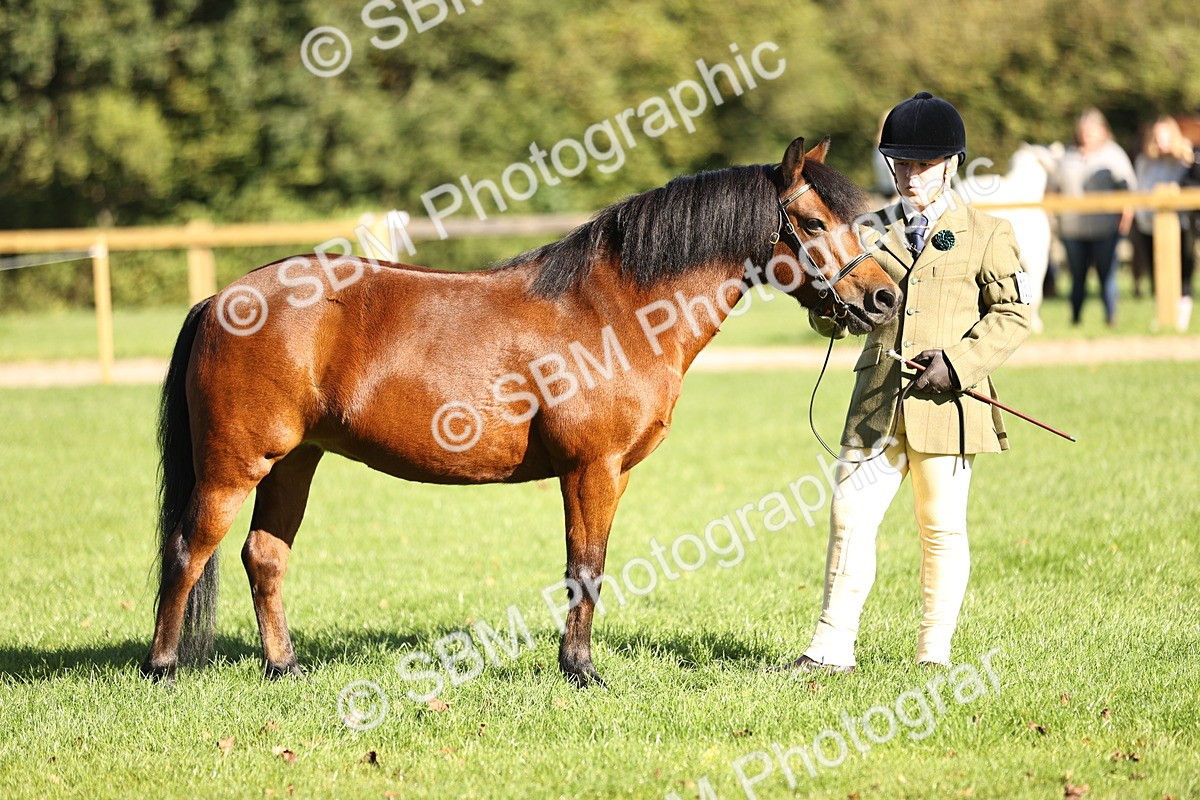 SBM_15894 - S1 - TSR in Hand Horse & Pony Showing