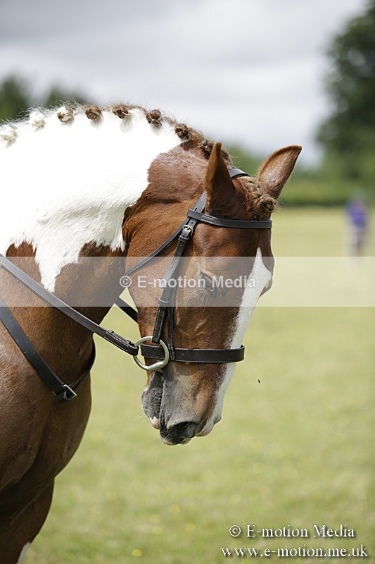 BVR160717-1916 - Ring 1 BVRC Show 16/07/17