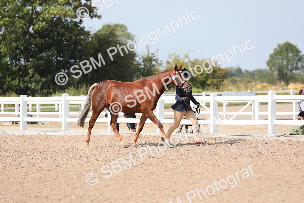 SBM_15724 - Class 312 IH Competition Horse/Pony