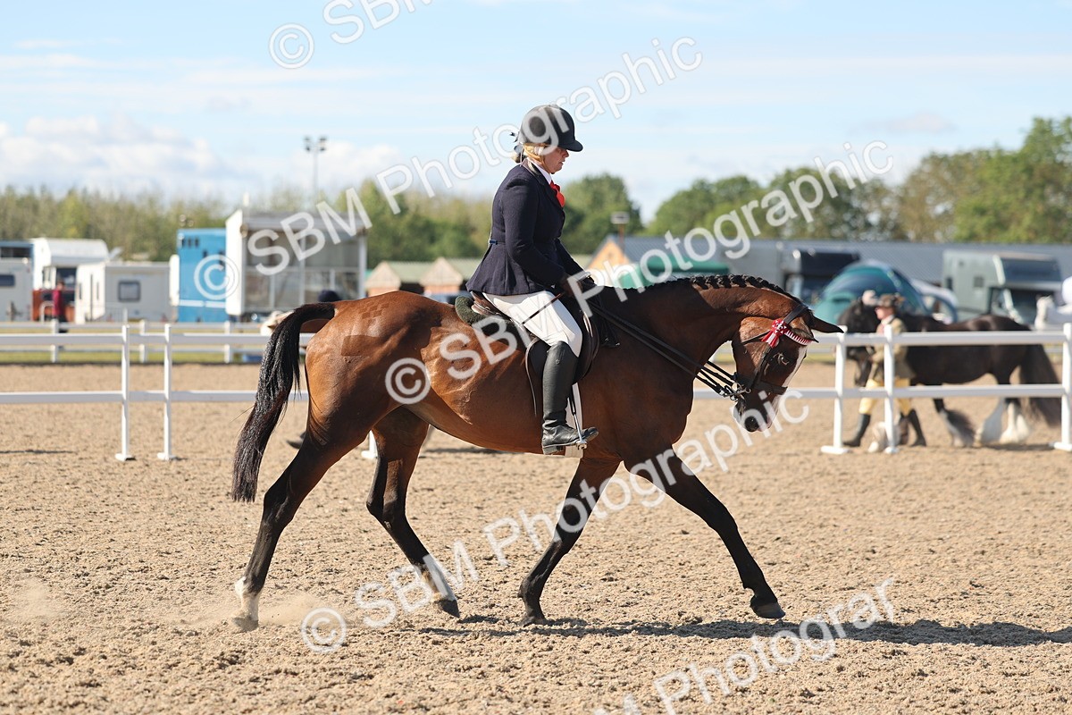 SBM_13038 - Class 305 - Ridden Foreign Breed Pure Bred