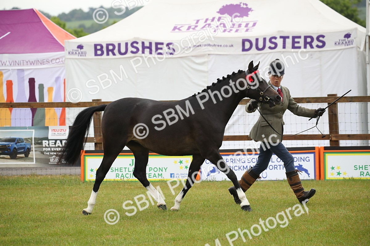SBM_00054 - Class 17-20 - Arab & Part Bred - Anglo Arab In Hand