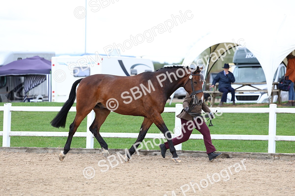SBM_05725 - Class 28 - IH Veteran Horse