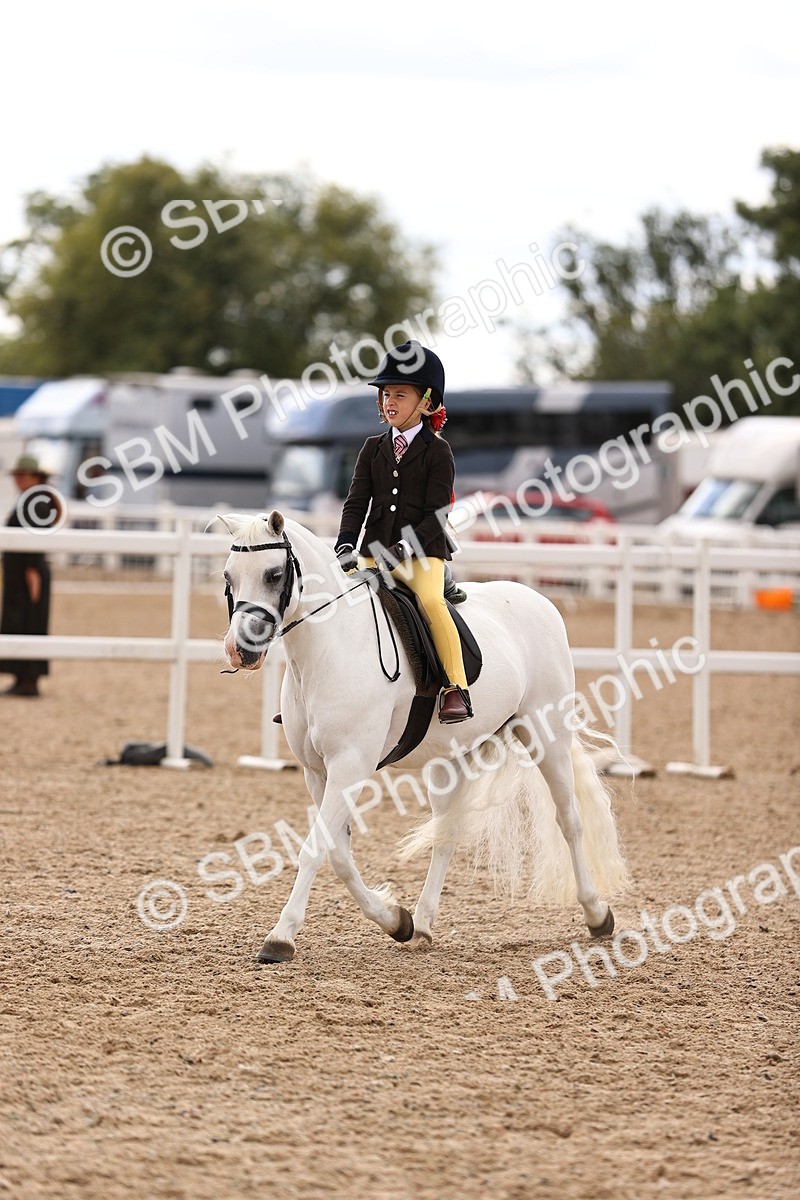 SBM_15953 - Class 416 - Prettiest Mare (IH or Ridden) Jnr