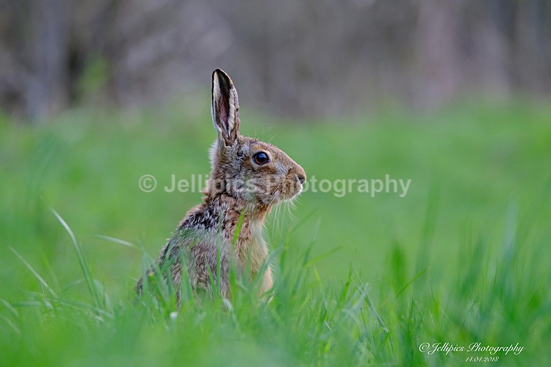  - Wildlife and Nature
