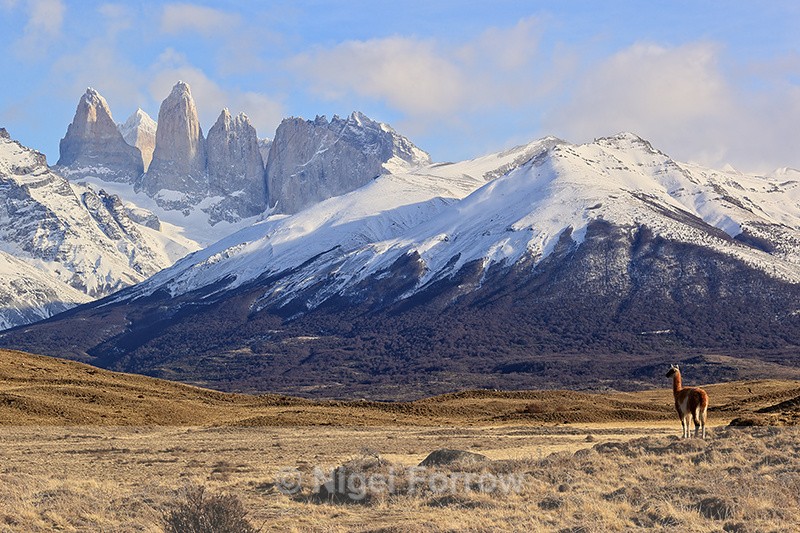 Lone Guanaco and Torres peaks, Torres del Paine, Chile - Guanaco