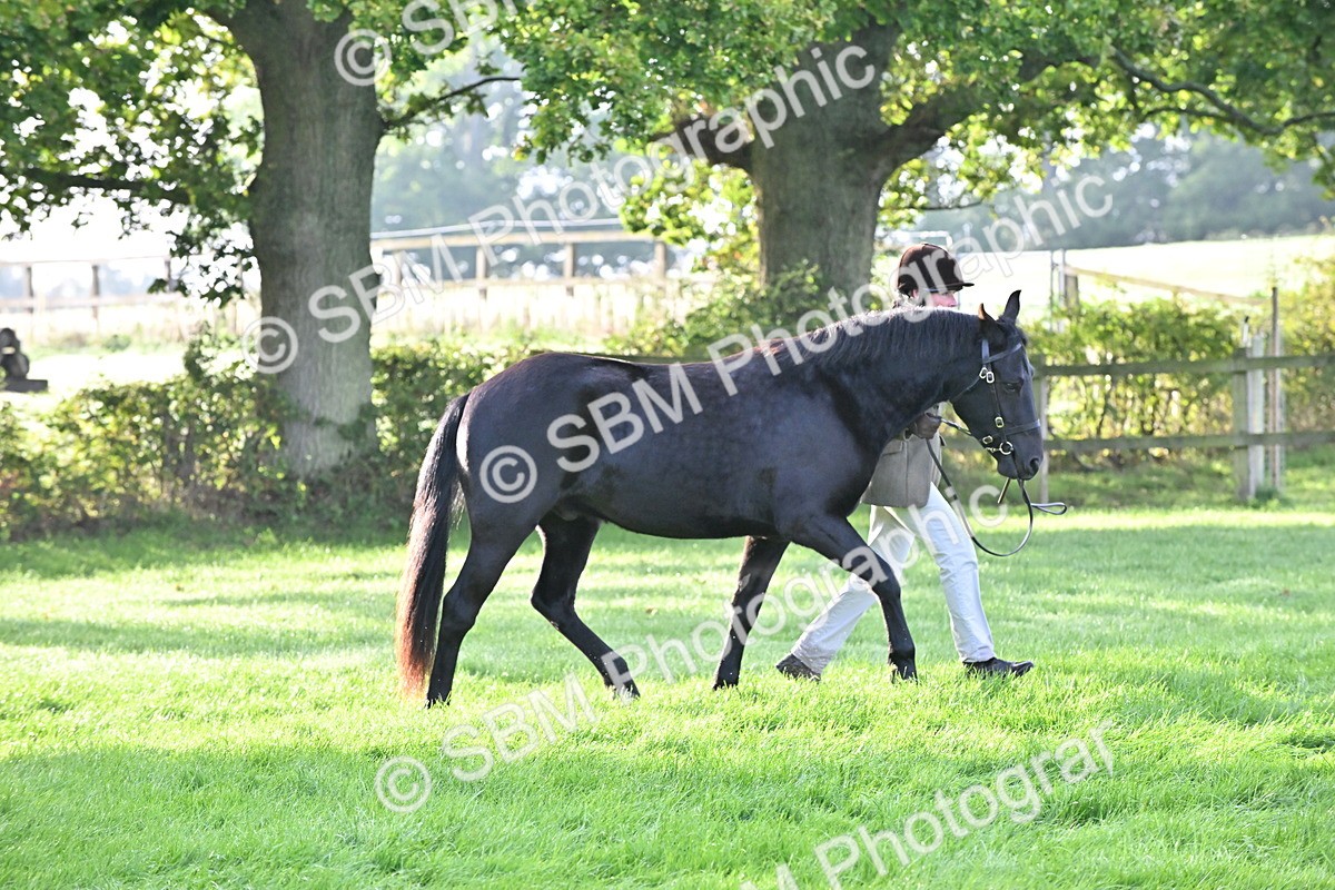 SBM_55320 - S44 - Youngstock In Hand