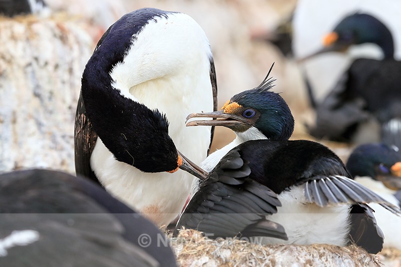 Imperial Shag preening another, Falklands - Imperial Shag
