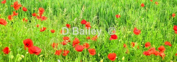panoramic landscape photo