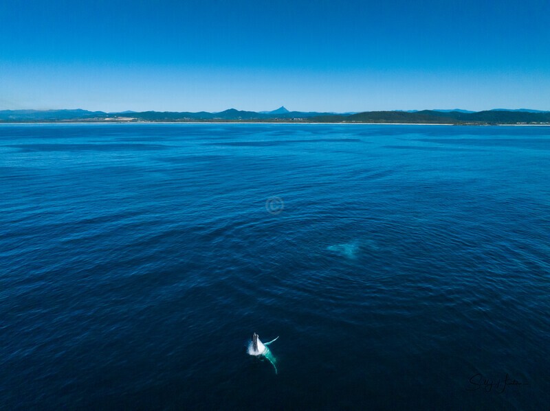 Mt Warning Breach 2 DJI_0665 - Humpback Whales