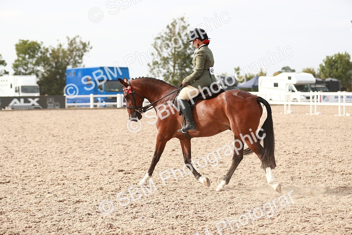 SBM_17519 - Class 215 Ridden Hack/ Riding Horse