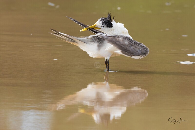 Preening Sand 5 - Crested Terns