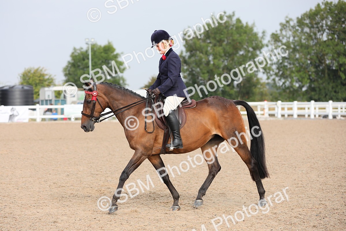 SBM_10687 - Class 303 Ridden Pure Bred Horse/Pony (excl M&M)