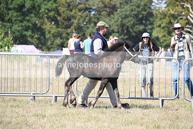 WJ6_4449 - Class 17 Mountain & Moorland