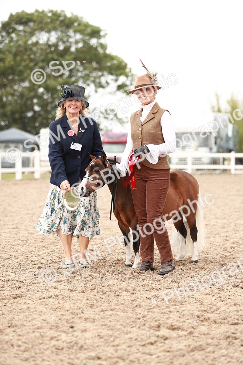 SBM_11913 - Class 206 IH Non Show Type Pony