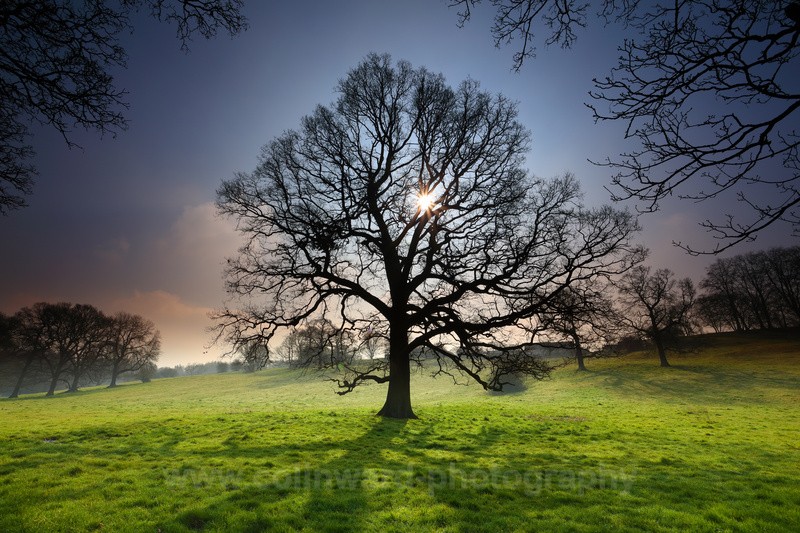 Spring sunlight through a Tree.      ref 7132 - County Durham