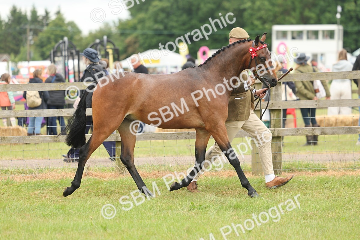SBM_05400 - Class 68-73 - Riding Pony Breeding