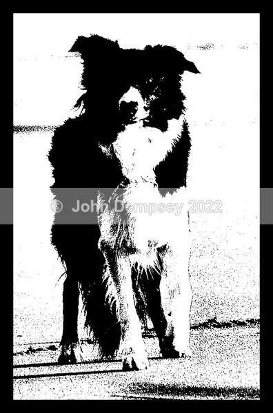 The Beach Dog - Walking the Dog