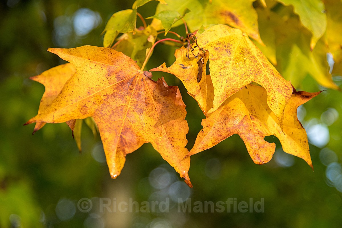  - Autumn