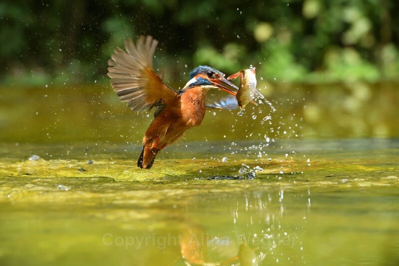  - Kingfishers