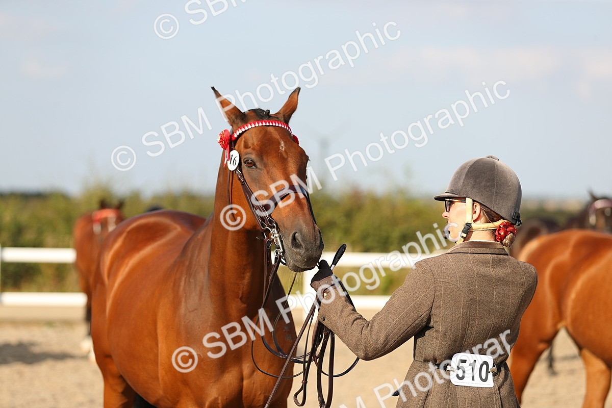 SBM_08673 - Class 28 - IH Veteran Horse