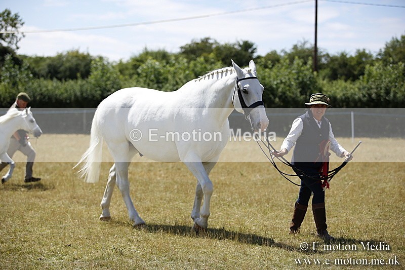 _C7A0189 - In Hand Championship BVRC Show 2018