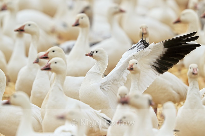 Ross's Goose among Snow Geese, Bosque del Apache, New Mexico - Ross's Goose