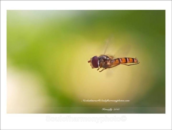  - Invertebrate's Macro