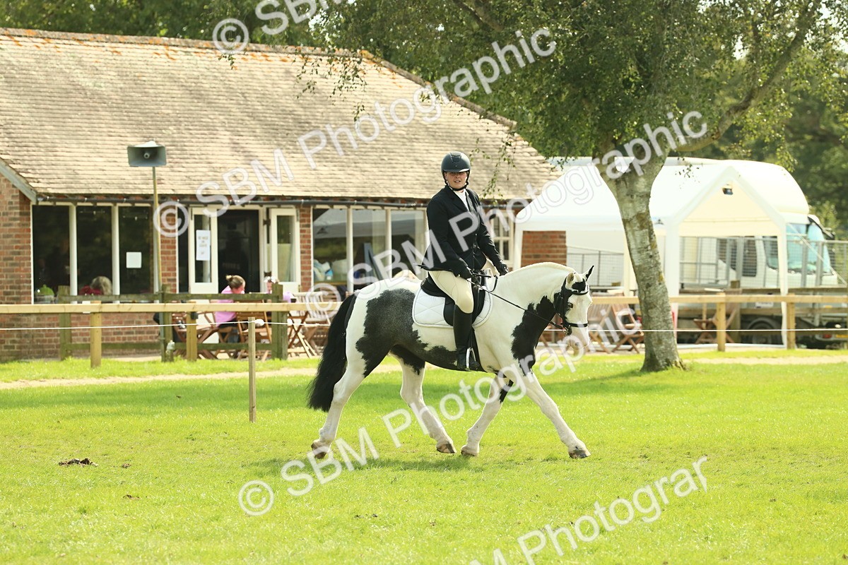 SBM_66604 - S34 - Rehabilitated Rescue Horse & Pony In Hand & Ridden