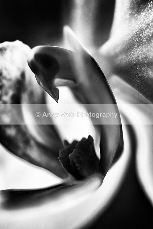 20130203-_MG_2381-1690 - Plants & Flowers