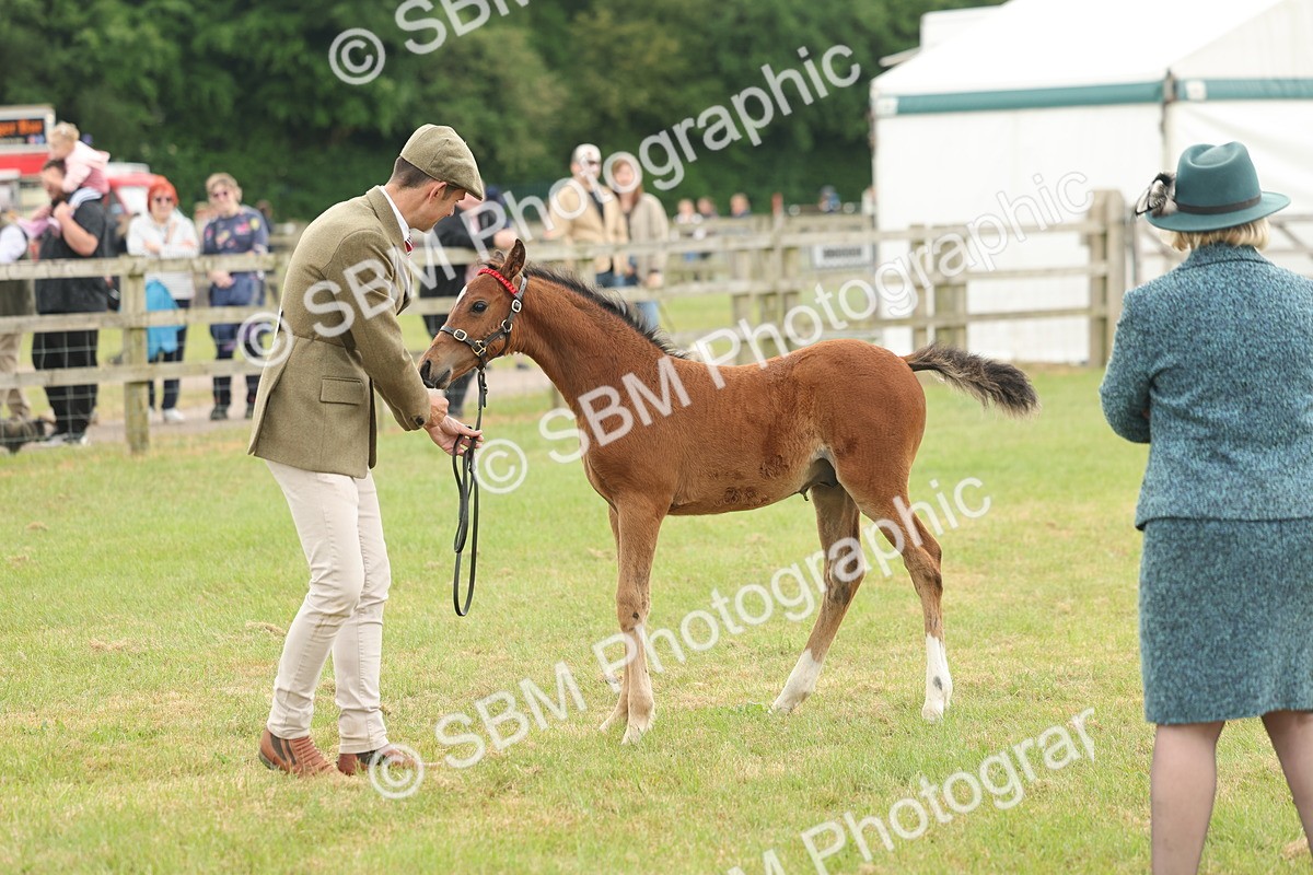 SBM_05522 - Class 68-73 - Riding Pony Breeding