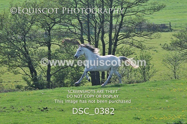 DSC_0382 - ARCHIVE REQUEST - Quincy and Guinness